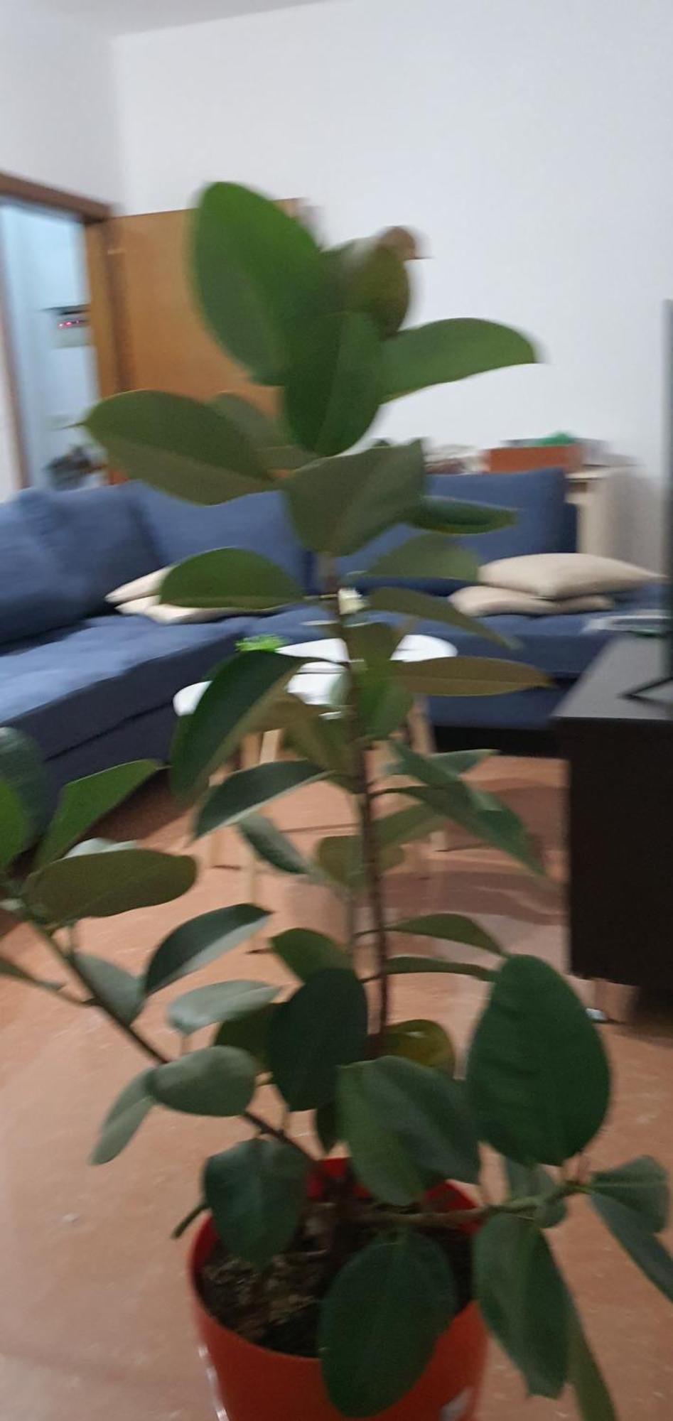 City Center Apartment Shkodër Dış mekan fotoğraf